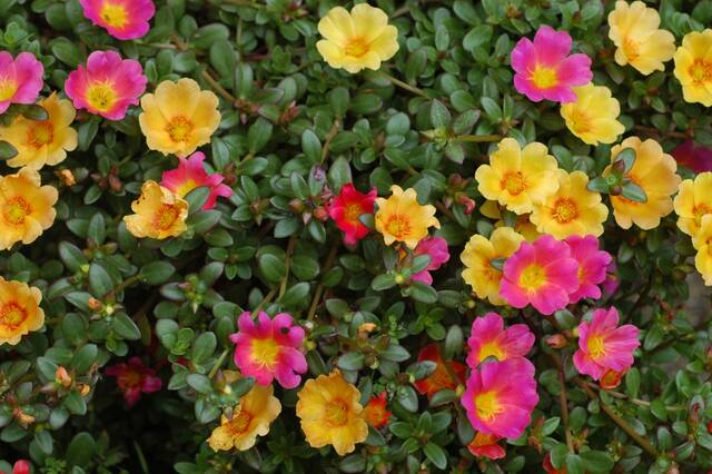 129861191_web1_Portulaca--NCSU-
Moss rose (Portulaca) is a low growing, summer annual that will provide flower color all summer with very little care. Photo Credit: NC State Extension (https://plants.ces.ncsu.edu/)