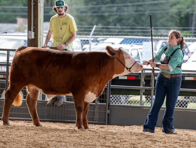 130027504_web1_100123-fair-sun-41
One of the most popular competitions at the Wayne Regional Agricultural Fair is the Beef Heifer Show, which was held Sunday. The fair continues daily through Oct. 7.