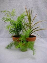 130108592_web1_Garden-pic
As we have started to have colder temperatures, it is time to start thinking about bringing plants inside for the winter. (Photo Courtesy NC State Extension)