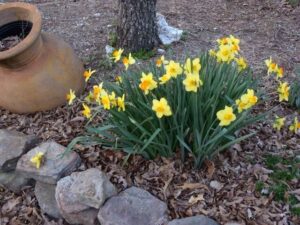 Plant bulbs this fall for spring flowers