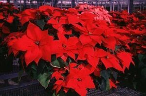 December gardening tips