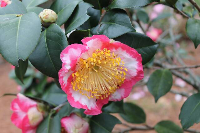 130271257_web1_Camellia_japonica-Higo-Ohkan--ncsu-plants-
Early in the New Year, winter-flowering camellias (Camellia japonica) will begin displaying their beautiful blooms. Variety pictured is Higo Ohkan. (Photo courtesy NC State Extension)
