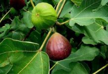 
			
				                                Figs (Ficus carica ‘Brown Turkey’) are a good fruit tree choice because they are low maintenance with little pest problems. (Photo couresty of plants.ces.ncsu.edu)
 
			
		