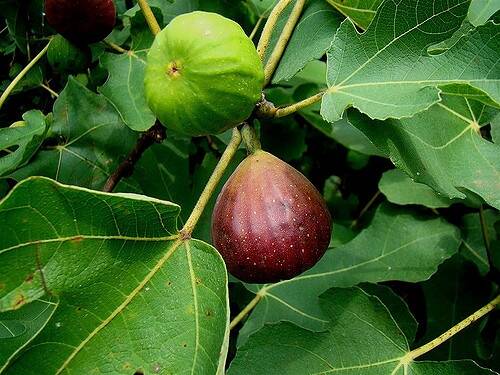 130315079_web1_Fig-BrownTurkey--NCSU-
Figs (Ficus carica Brown Turkey) are a good fruit tree choice because they are low maintenance with little pest problems. (Photo couresty of plants.ces.ncsu.edu)