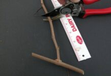 
			
				                                When pruning muscadine grapevines, shoots from last year’s growth should be cut back to 2 to 3 buds. (Photo courtesy NC State Extension.)
 
			
		