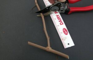 February is time to prune muscadine grapevine