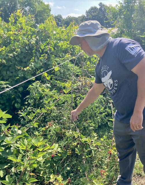 130759831_web1_fai-garden-1
George Carr treats himself to fresh blackberries during one of his Saturday workdays in the Faison Community Garden. Carr eats very little of what is produced in the garden, but cant resist the blackberries. Aint nothing better on a hot day, he said. (Kathy Grant Westbrook|mountolivetribune.com)
