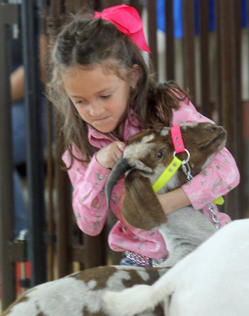131471660_web1_Goat-stress
Jennifer Graham, 6, demonstrates her determination to make her goat, Ballerina, behave during the annual Wayne County Junior Livestock Show held Thursday, April, 24, at the Wayne County Fairgrounds, Dudley. Jennifer is the daughter of Justin Graham of Mount Olive. (Steve Herring|mountolivetribune.com)