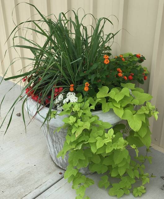 131509686_web1_2019-06-07-Container-Gardens
Replace winter flowers (pansies, snapdragons, etc.) with heat loving annuals like coleus, sweet potato vine, lantana, vinca, celosia, and portulaca. (NC State Extension photo)