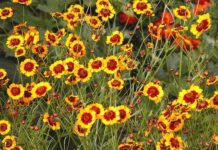 
			
				                                Tick-seed (Coreopsis sp.) is a popular summer perennial now blooming during June. (NC State Extension photo)
 
			
		
