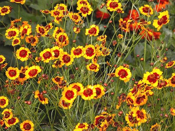 131561343_web1_Coreopsis-tinctoria-NCSU
Tick-seed (Coreopsis sp.) is a popular summer perennial now blooming during June. (NC State Extension photo)