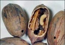 
			
				                                Pecan weevil damage on harvest pecans can be prevented by taking control measures in August. (NC State Extension photo)
 
			
		