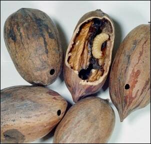 131676249_web1_Pecan-Weevil-Damage
Pecan weevil damage on harvest pecans can be prevented by taking control measures in August. (NC State Extension photo)